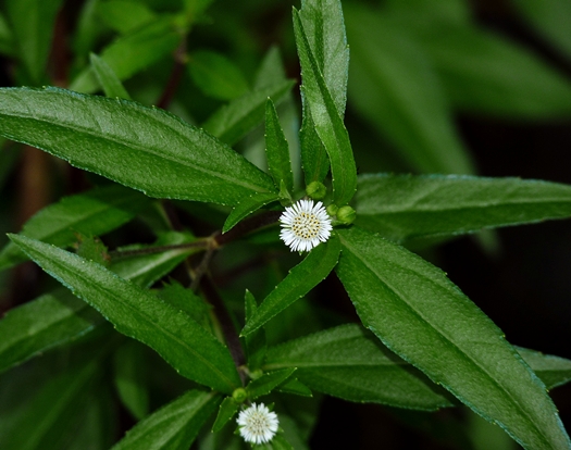 {Eclipta prostrata}